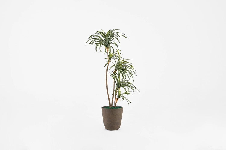 Collection image