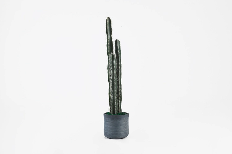 Collection image