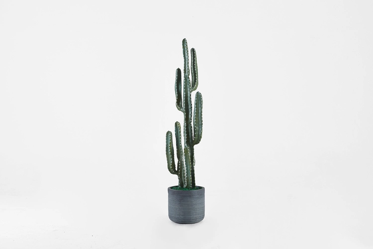 Collection image