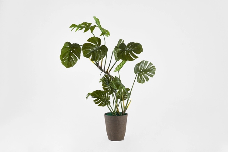 Collection image