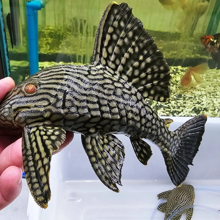 L330 워터멜론 플레코 -2- [ L330 Watermelon Pleco ] : 백경수족관