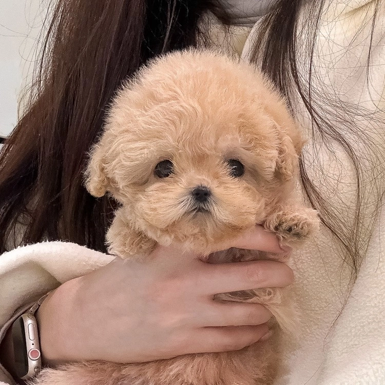 상품 이미지