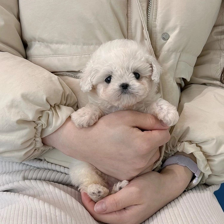 상품 이미지