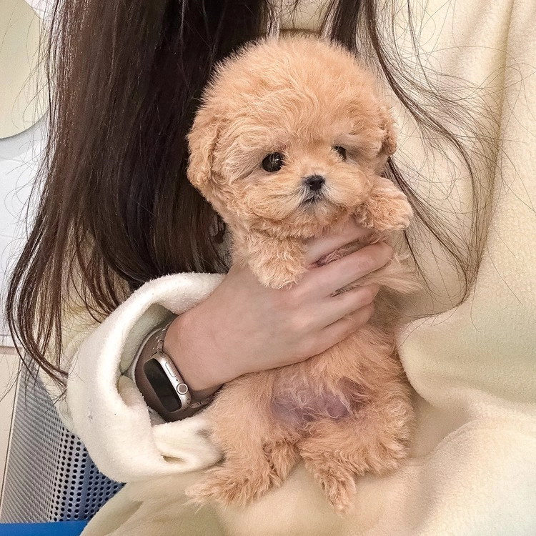 상품 이미지