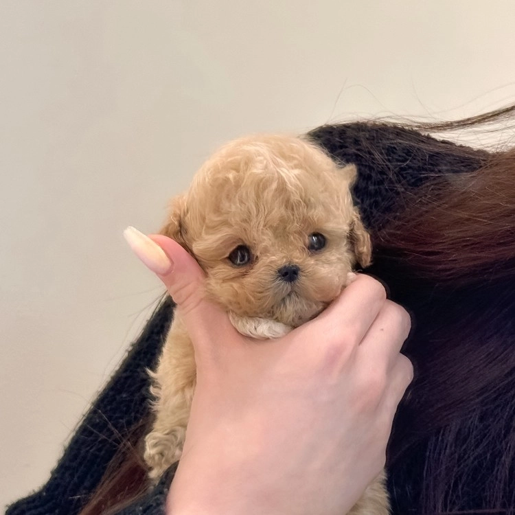 상품 이미지