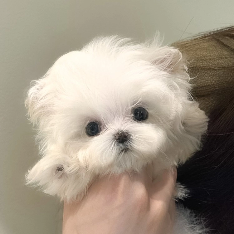 상품 이미지