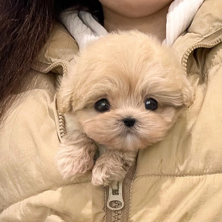 상품 이미지