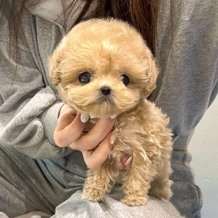 상품 이미지
