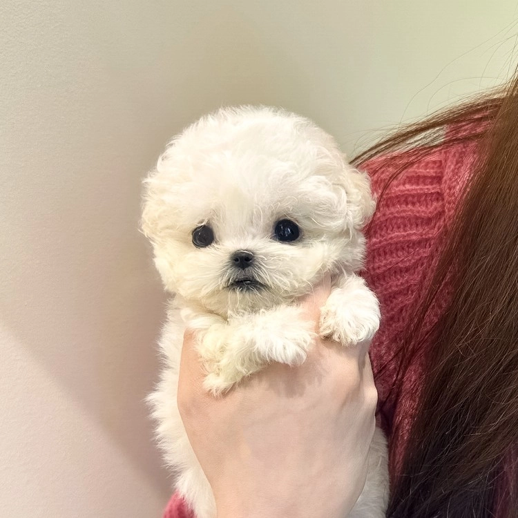 상품 이미지