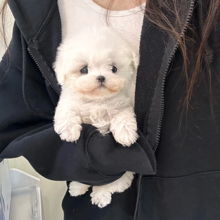 상품 이미지