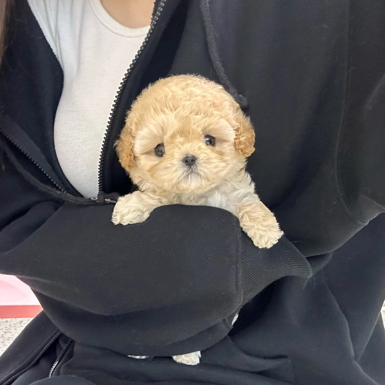 상품 이미지