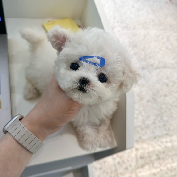 상품 이미지