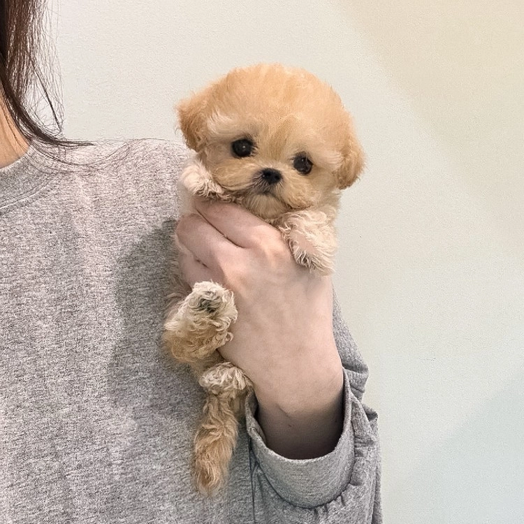 상품 이미지