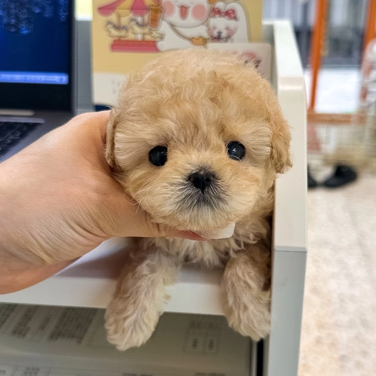 상품 이미지