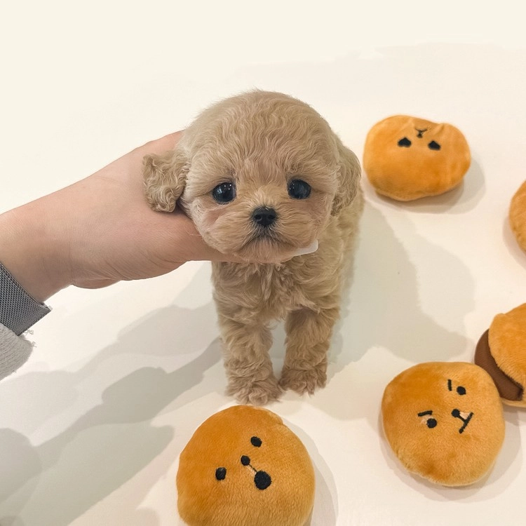 상품 이미지