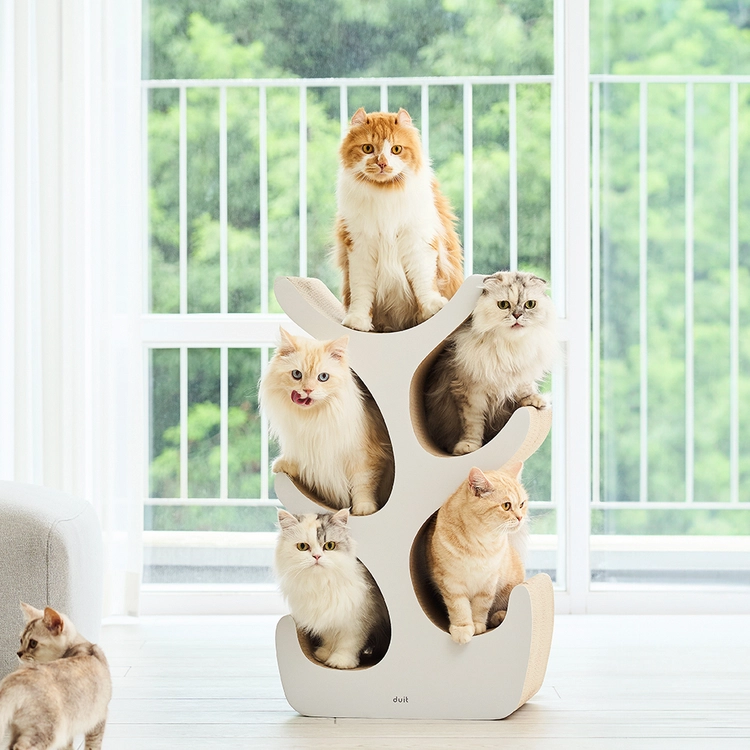 Collection image