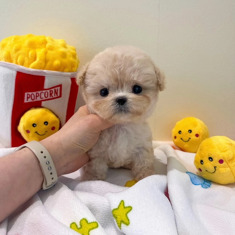상품 이미지