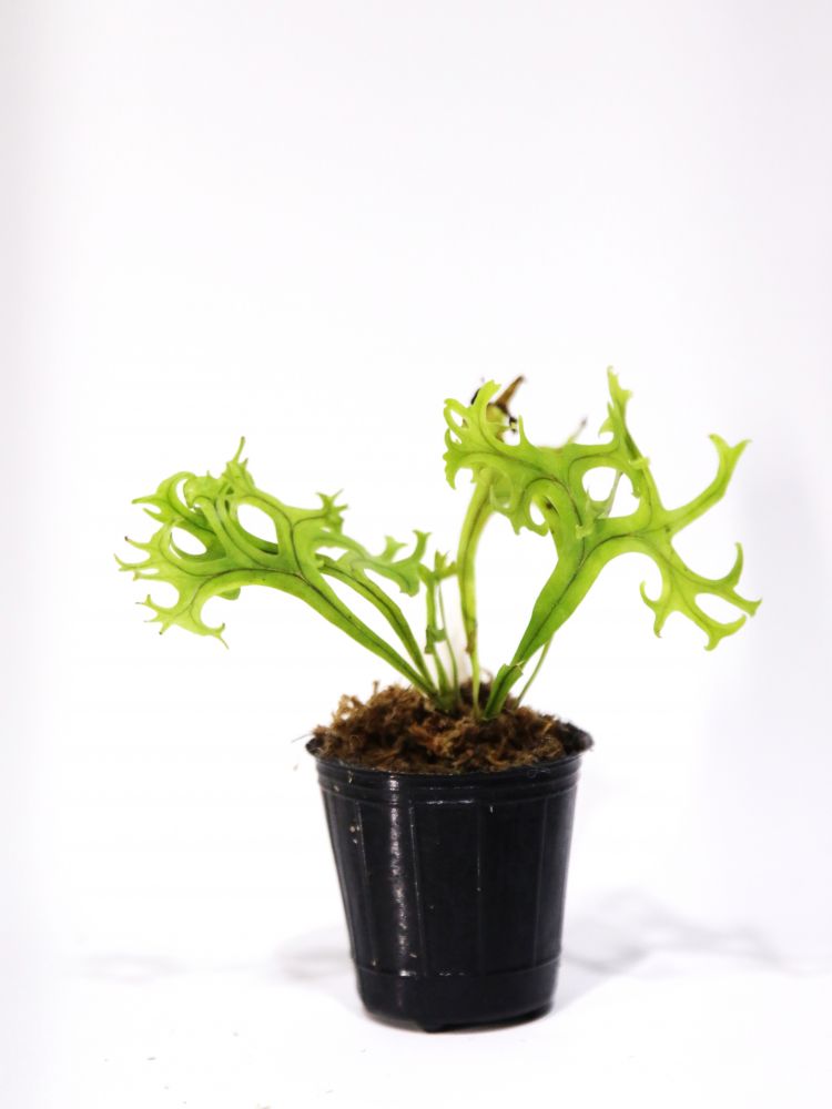 Microsorum puncatum 'Fireworks' : 식물을 키우는 감각
