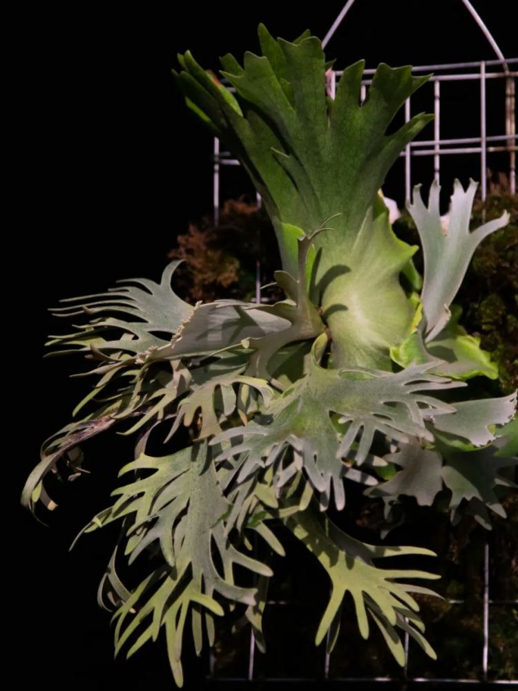 Platyceriuim willinckii dwarf 'Golden boy' : 식물을 키우는 감각