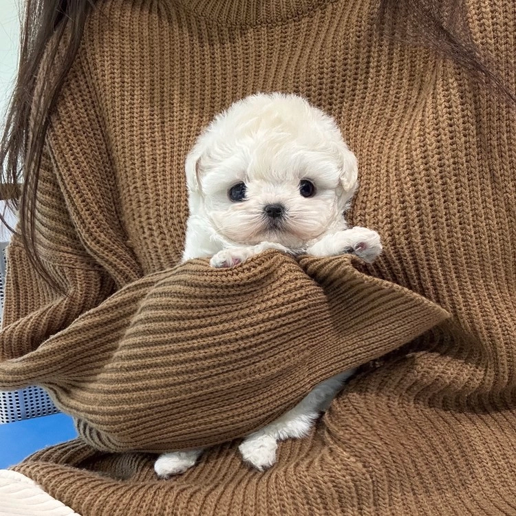 상품 이미지
