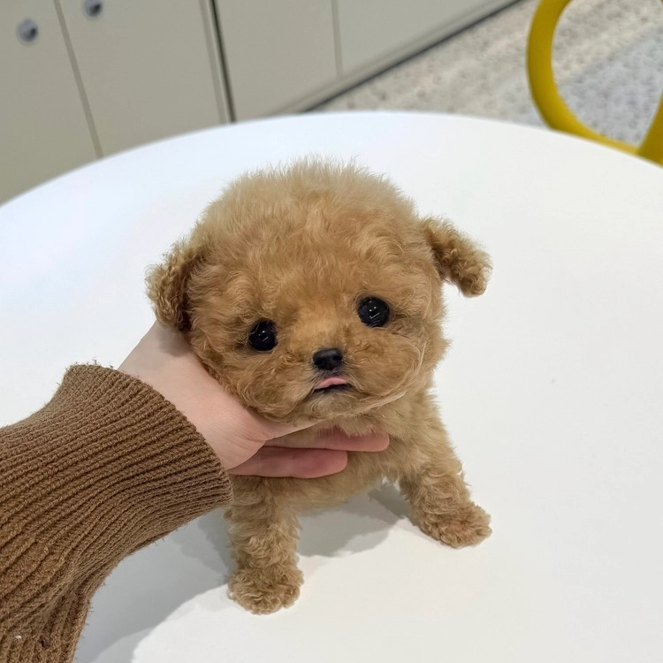 상품 이미지