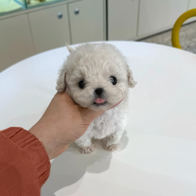 상품 이미지