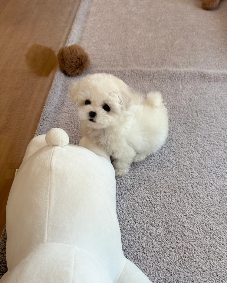 상품 이미지