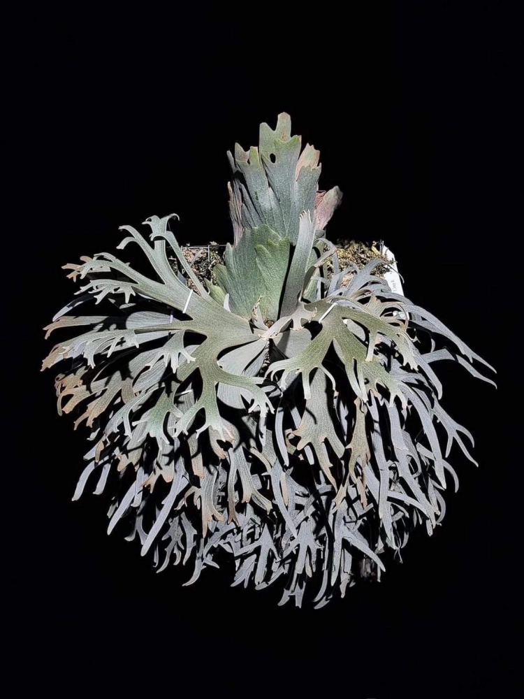 Platycerium willinckii dwarf 'Jenny' : 식물을 키우는 감각
