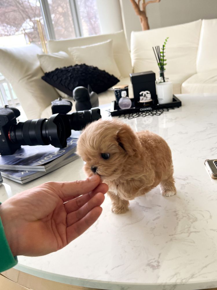 상품 이미지