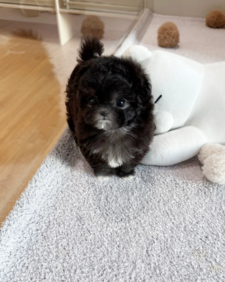 상품 이미지