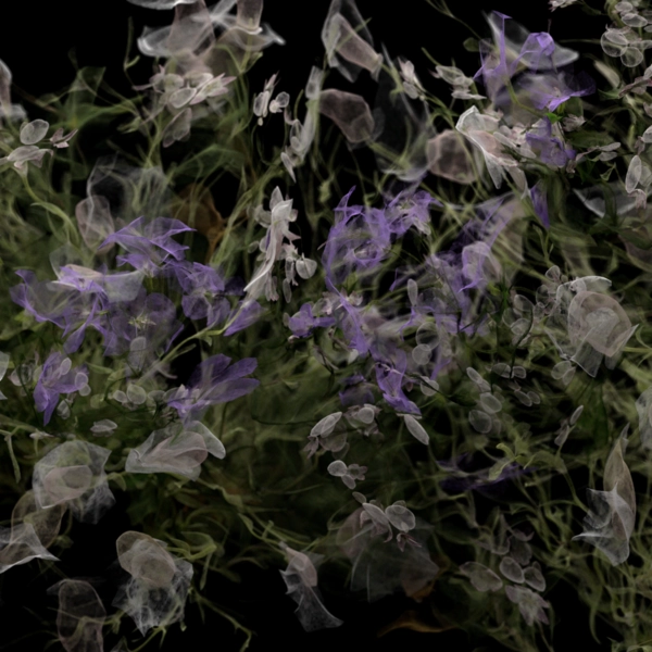 Collection image