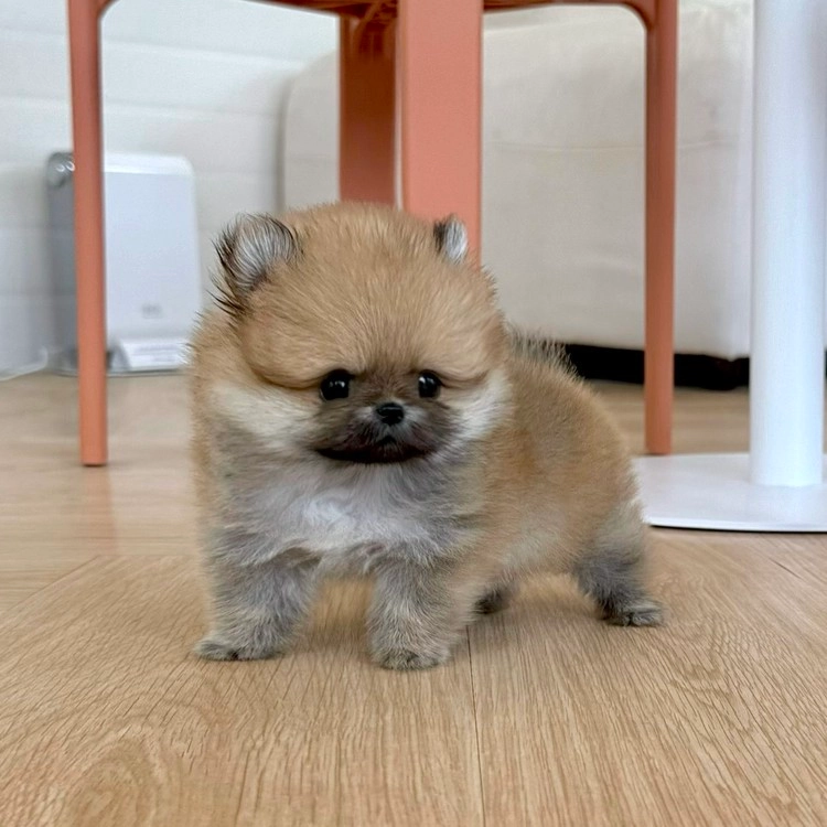 상품 이미지