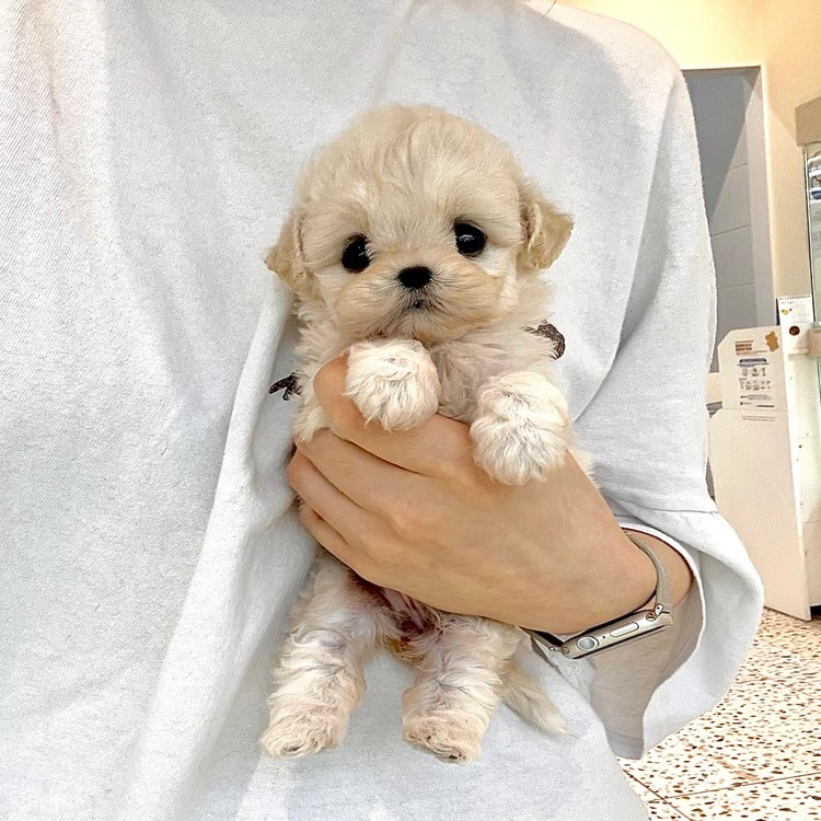 상품 이미지