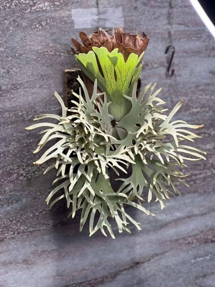 Platycerium willinckii cv ' Totoro' : 식물을 키우는 감각