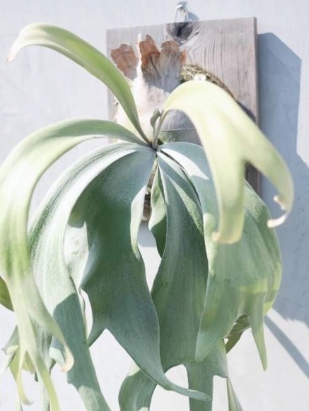 Platycerium willinckii cv 'Pearl Queen' : 식물을 키우는 감각