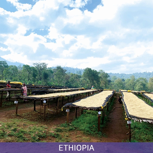 에티오피아 구지 우라가 G1 워시드 2024/2025 [#042]