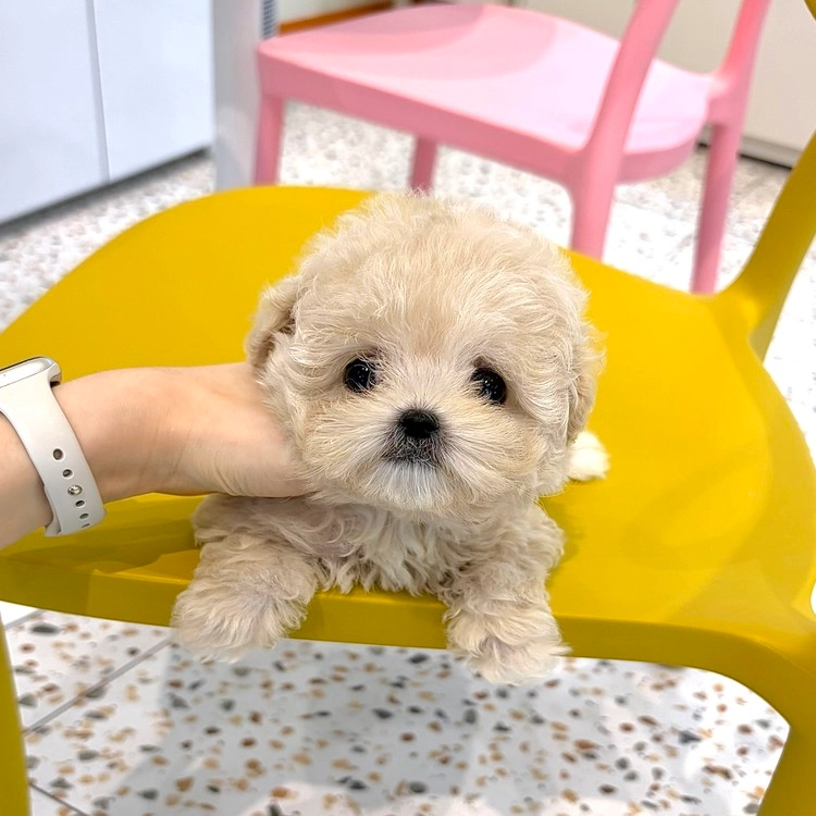 상품 이미지