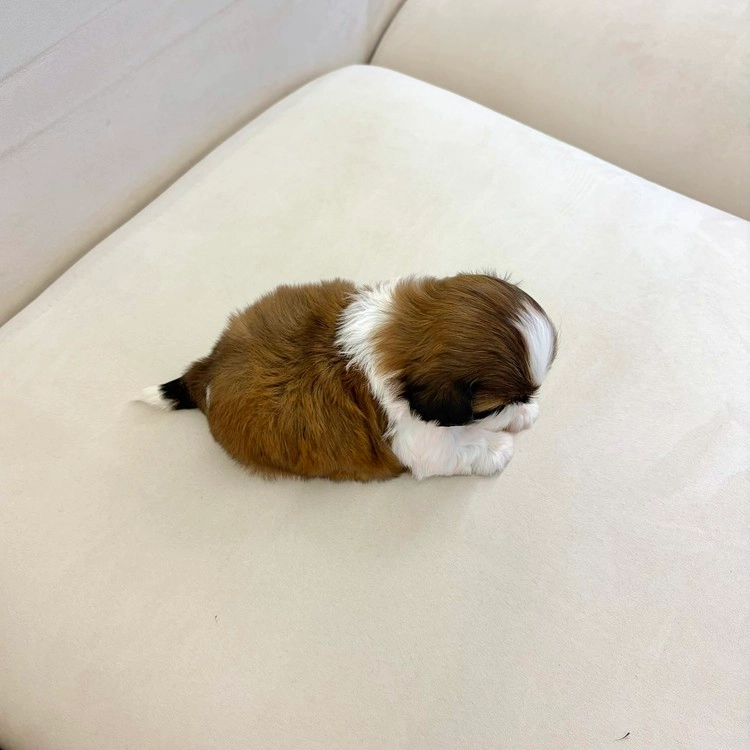 상품 이미지