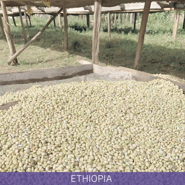 에티오피아 구지 우라가 G1 워시드 2024/2025 [#042]