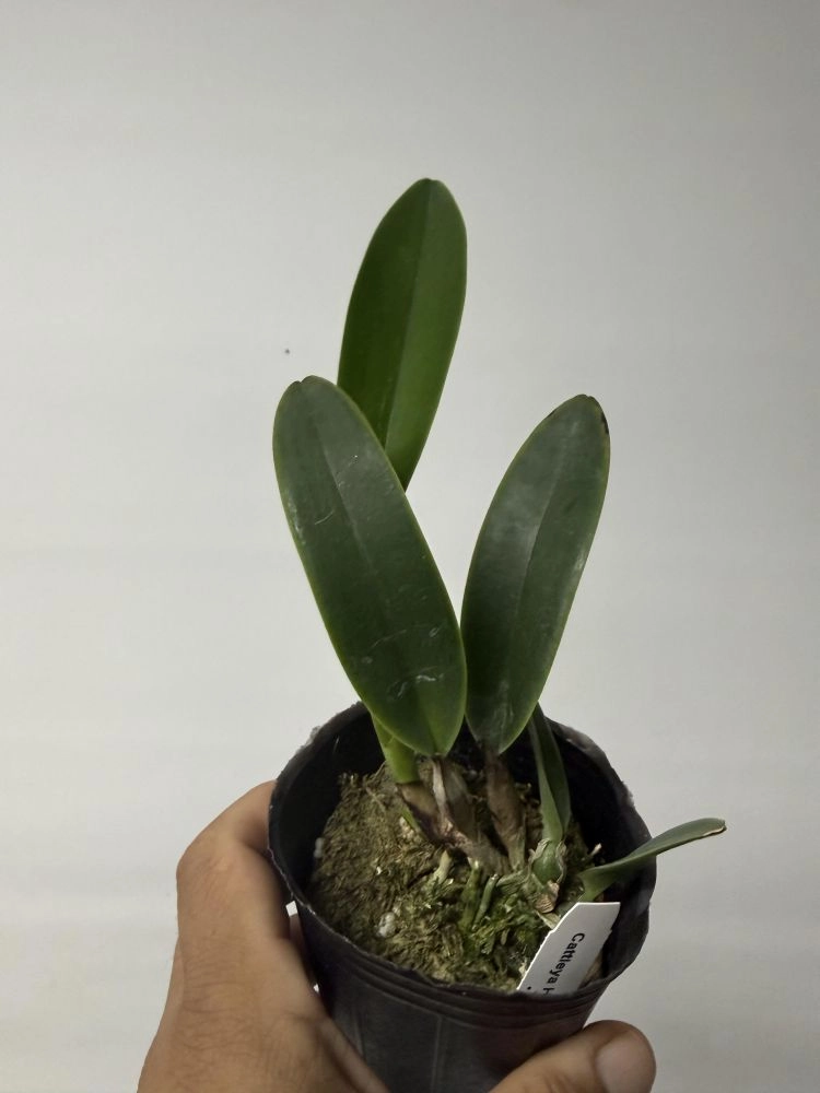 Cattleya mossiae s/a aquinii flamea 'shining star' : 식물을 키우는 감각