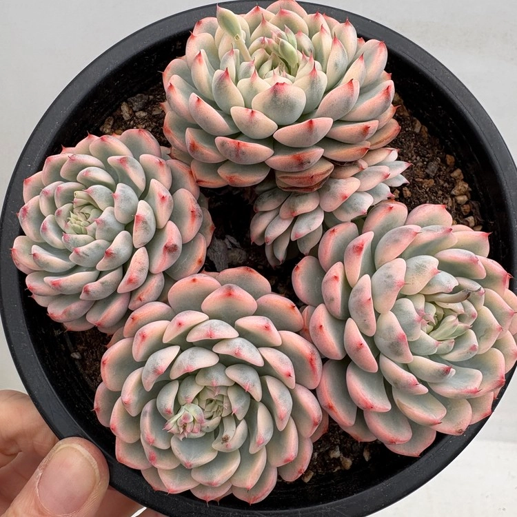 Echeveria Minima Variegated-53