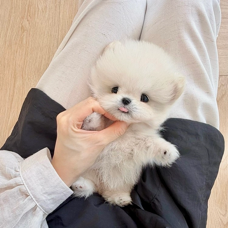 상품 이미지