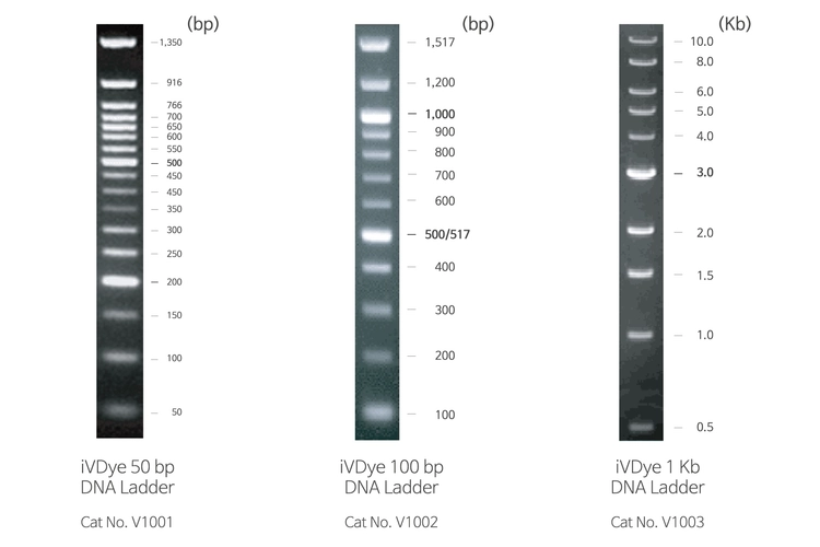 [GenDEPOT] iVDye 50bp DNA Ladder (V1001) - (주) 다윈바이오
