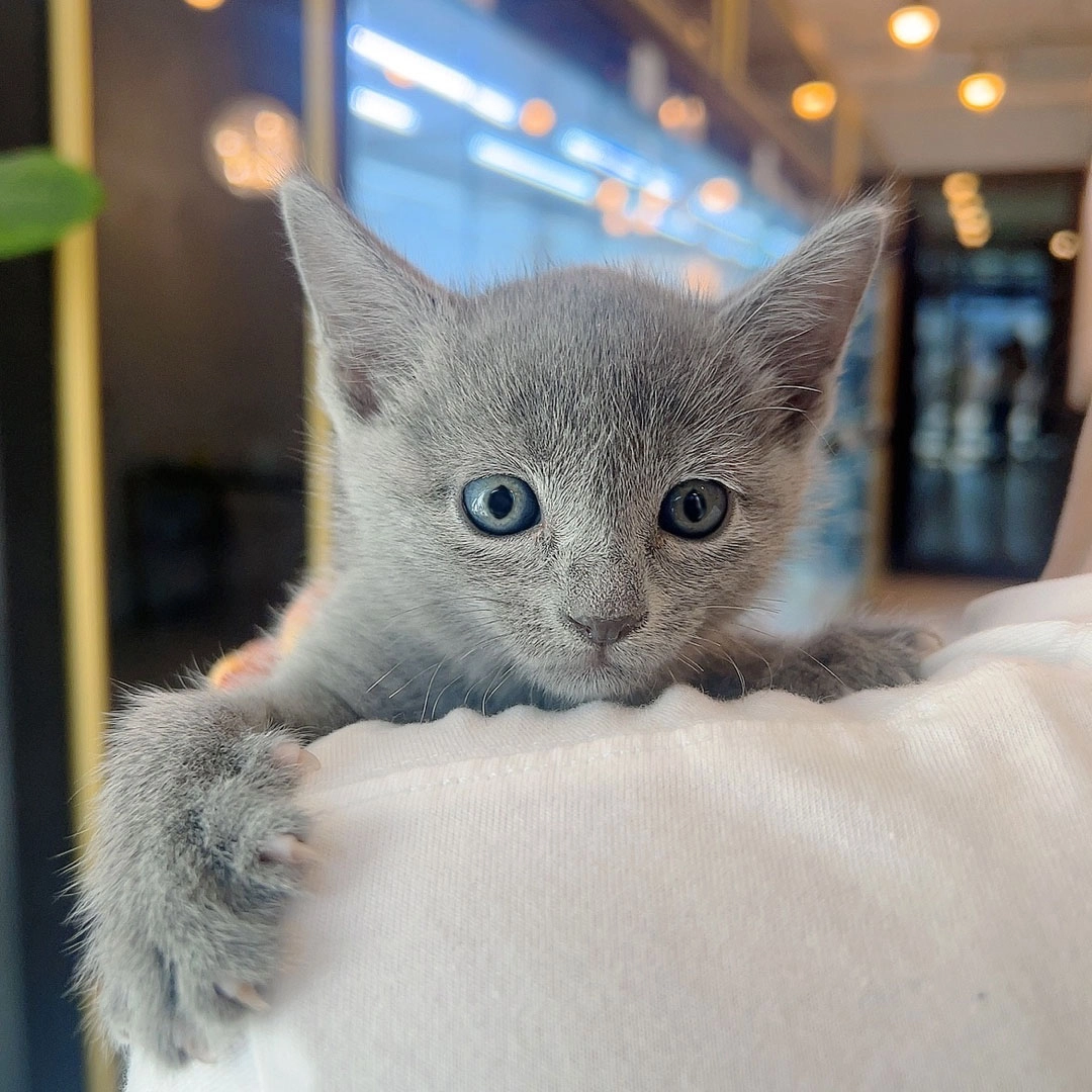 러시안블루 랑드 : 퍼스트캣ㆍ24시 고양이분양ㆍ전국 안심홈서비스