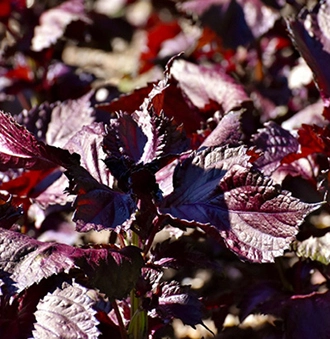 207c5b374ef0c.jpg?w=1920