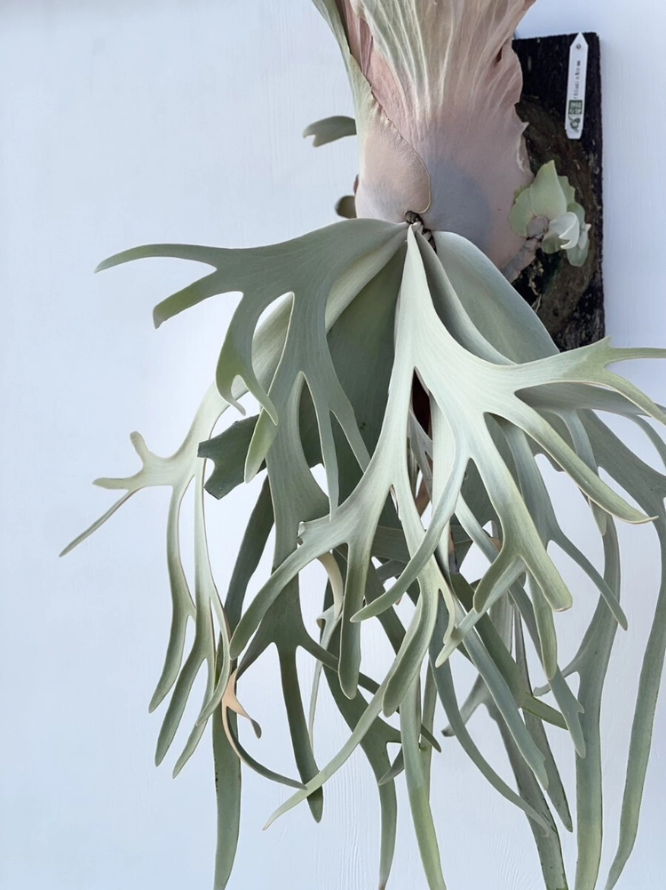 Platycerium willinckii cv 'White swan' : 식물을 키우는 감각