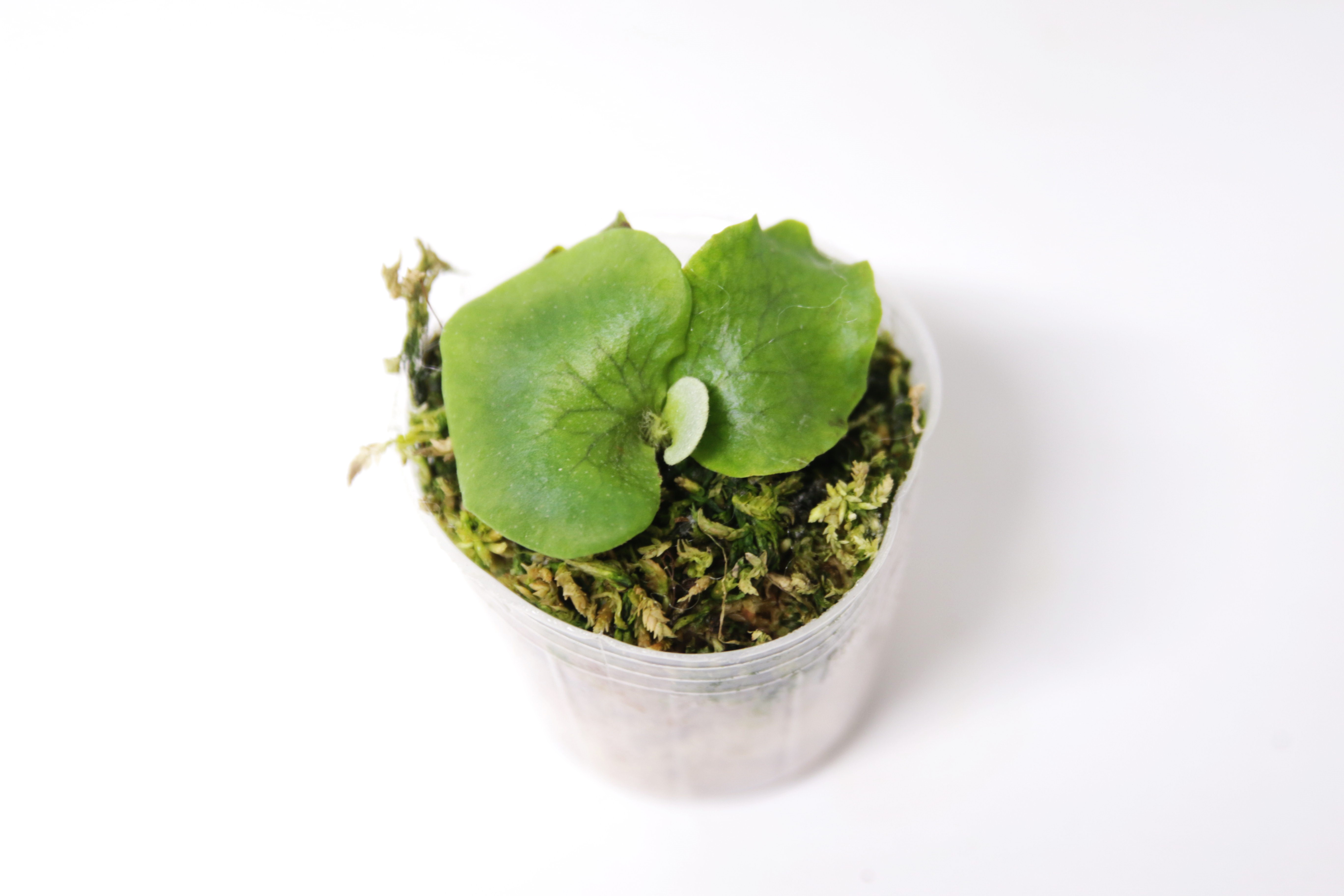 Platycerium alcicorne madagascar dwarf : 식물을 키우는 감각