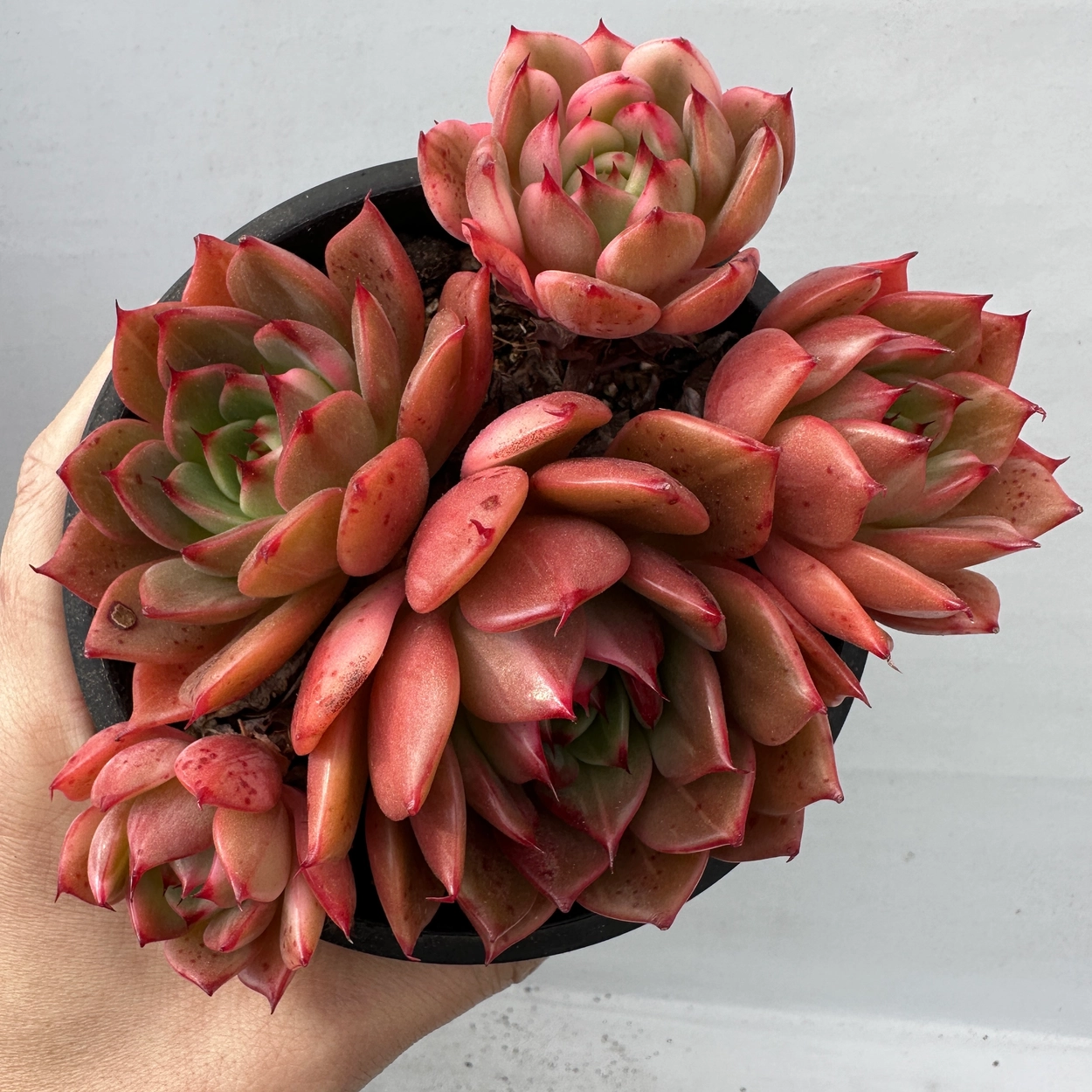 Echeveria Red Fantasy Rare Korean newest Succulent