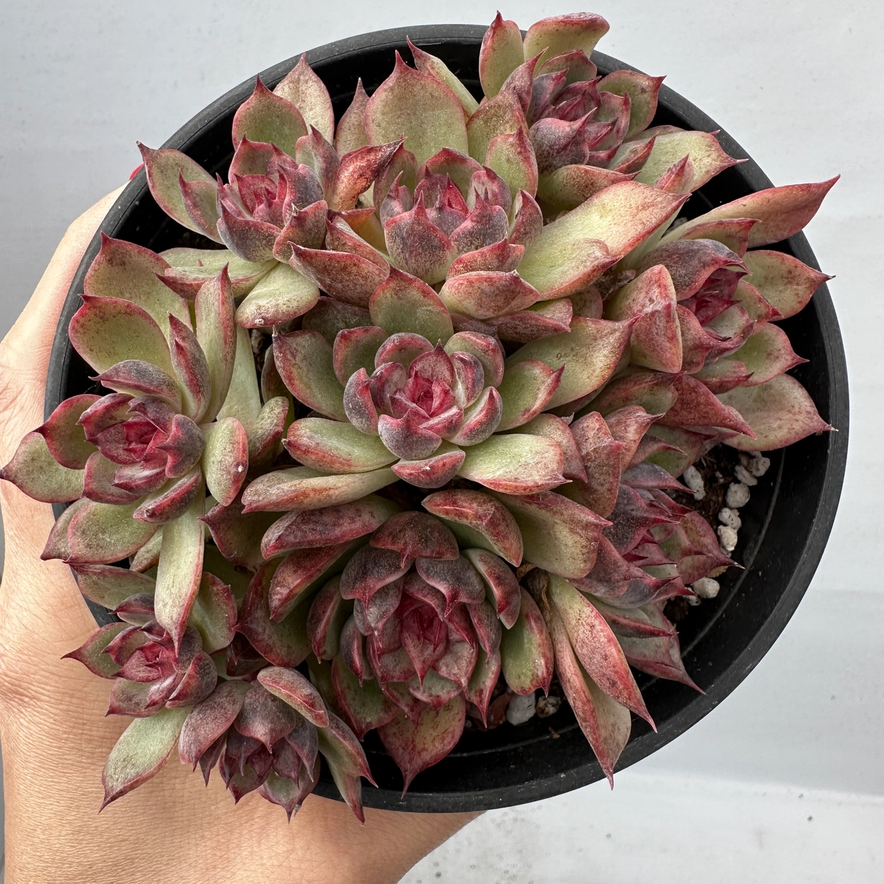 Echeveria agavoides Akaihosi Rare top Korean Succulent