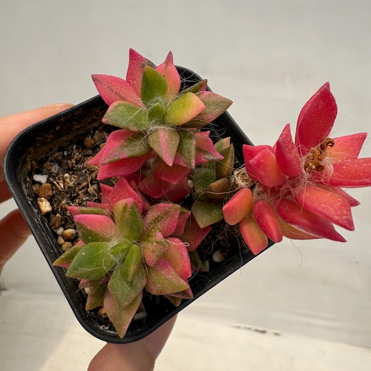 Collection image